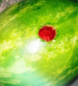 Sex mit einer Wassermelone